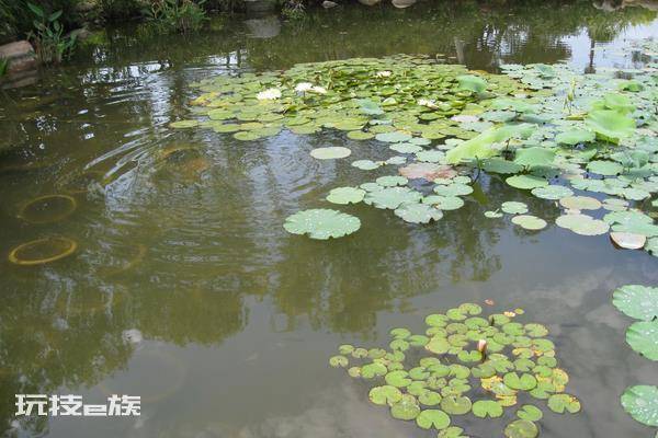 虾塘青苔最佳处理方法(池塘的青苔怎么清除最快)-图片6